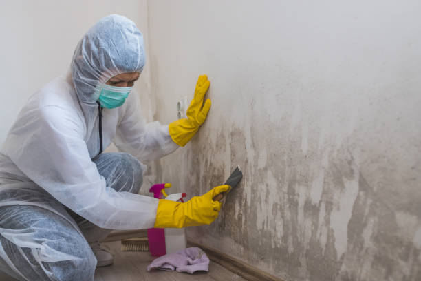 Mold Documentation for Insurance Claims in Seagraves, TX