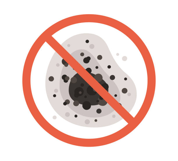 Best Black Mold Removal  in Seagraves, TX