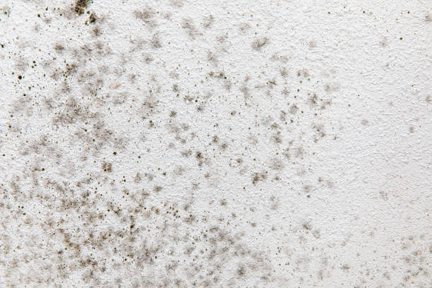 Best Air Quality Testing for Mold Spores  in Seagraves, TX