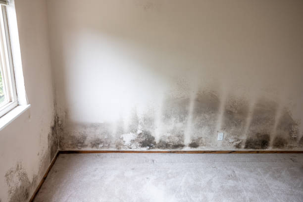Best Residential Mold Inspection & Testing  in Seagraves, TX