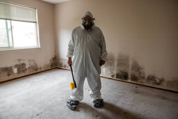 Mold Odor Removal Services in Seagraves, TX