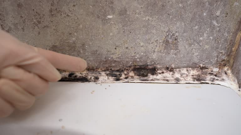 Best Asbestos and Lead Testing During Mold Inspection  in Seagraves, TX